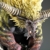 Capcom CFB Creators Modell rajang Action Figur - 5